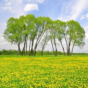 春天草甸上的树用蒲公英图片