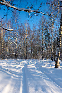 冬季森林中的小径图片