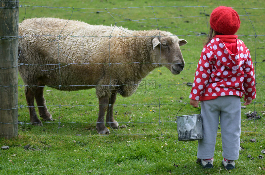 小女孩在农场喂羊图片