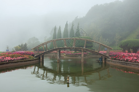 花园和雾背景中的木桥图片