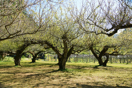 梅树日本杏树背景图片