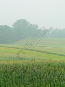 晨雾中部分收割的麦田图片