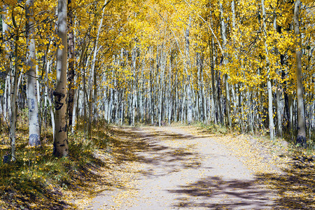 在秋天的科罗拉多洛基山脉穿过厚金黄图片