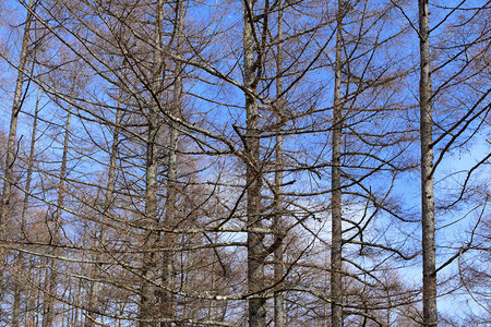 蓝天下的松树图片