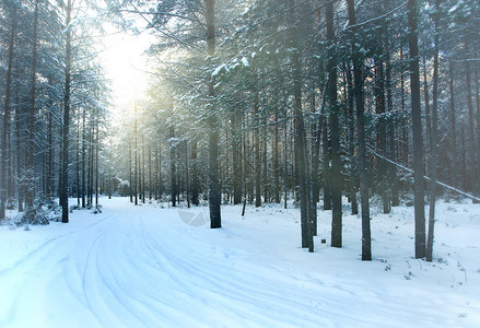 雪冬松林图片