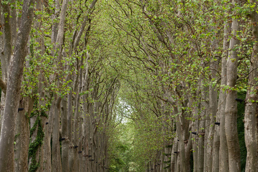 位于法国切农考古堡的树林通道图片