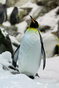企鹅皇帝图片