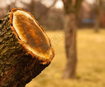 砍树自然形象背景图片