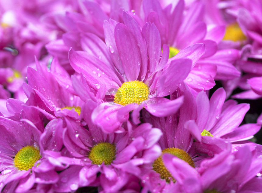 美丽的春天花朵粉红色的花朵图片