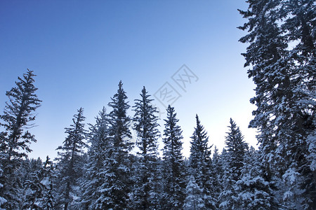 雪下的树雪覆图片