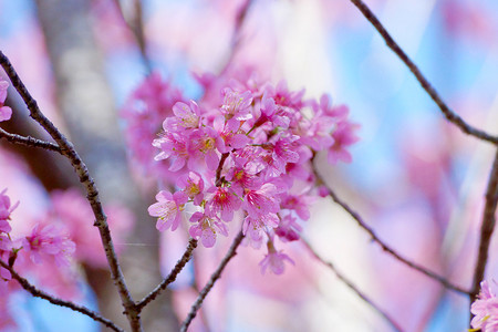 粉红花喜马拉雅图片