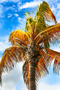 一棵棕榈树在微风中摇曳映衬着蓝天图片