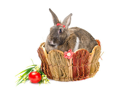 复活节兔子坐在篮子里孤立图片