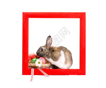 画成红色木框的复活节兔子以白色图片