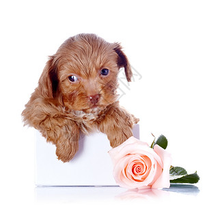 在一个盒子里的小狗和一朵玫瑰装饰小狗的小狗装饰狗白色背景上的圣彼图片