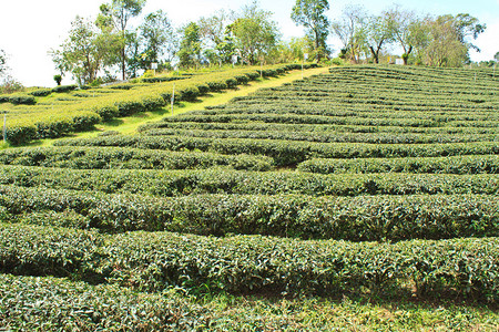 乌龙茶园连续在山上泰国图片