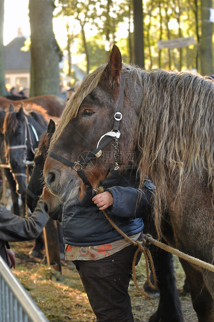 在荷兰著名的年度马和乡村市场Zuidlaardermarkt期间图片