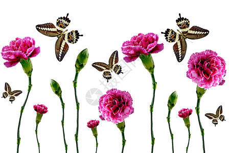 花和蝴蝶的背景图片