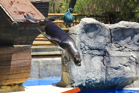 海狮从高处跳入水中图片