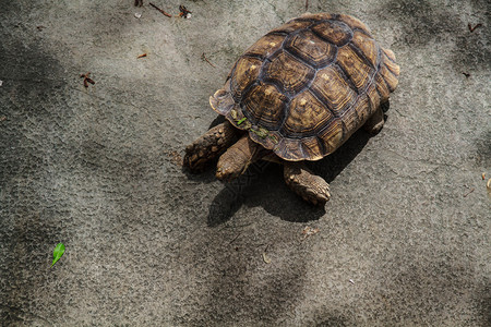 泰国清迈动物园的乌龟图片