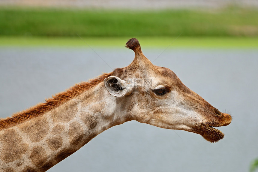 长颈鹿Giraffacamelopardali图片