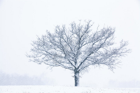 美国密歇根州乡村景观中黑白雪地的冬季景观成图片