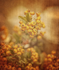 树枝上美丽的小黄浆果图片