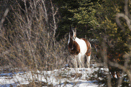 一匹漂亮的马站在爱达荷州Hauser附近的一棵树线旁图片