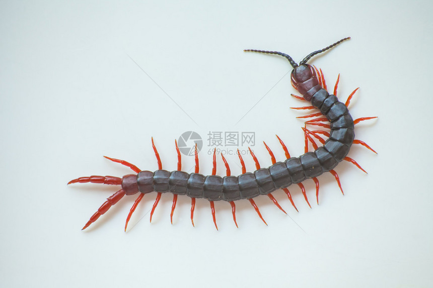 Centipede照片拍摄近图片