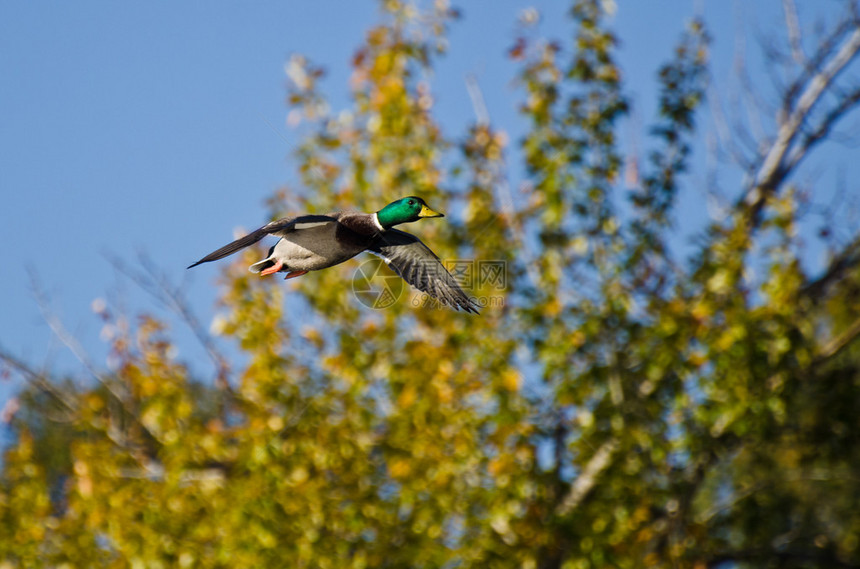 秋季飞行的雄野鸭图片
