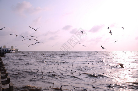 海鸥背面有日落的海图片