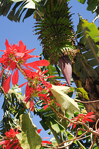 束香蕉植物和红色花图片