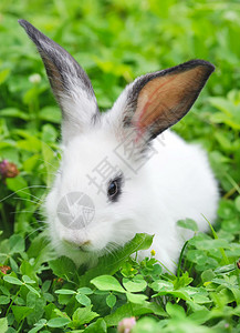 小白兔在草丛中图片
