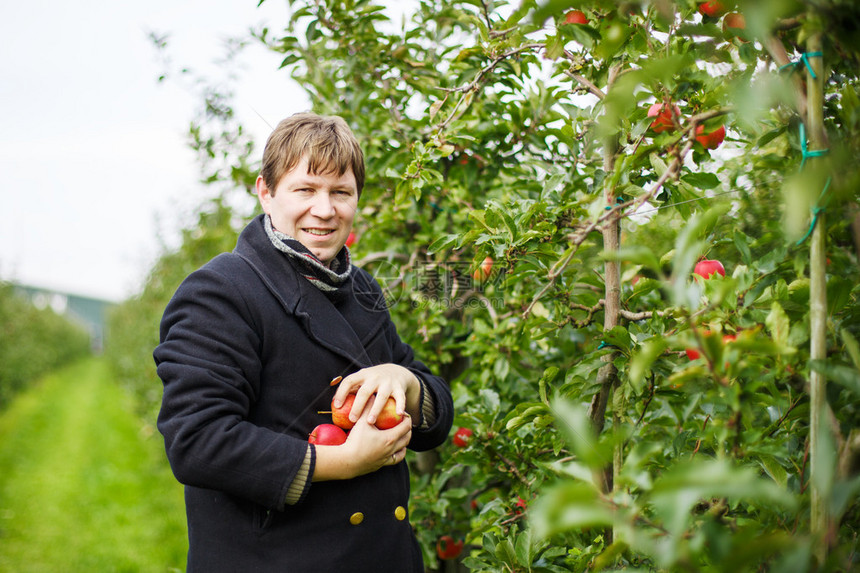 在果园户外秋天采摘红苹果的年轻cauca图片