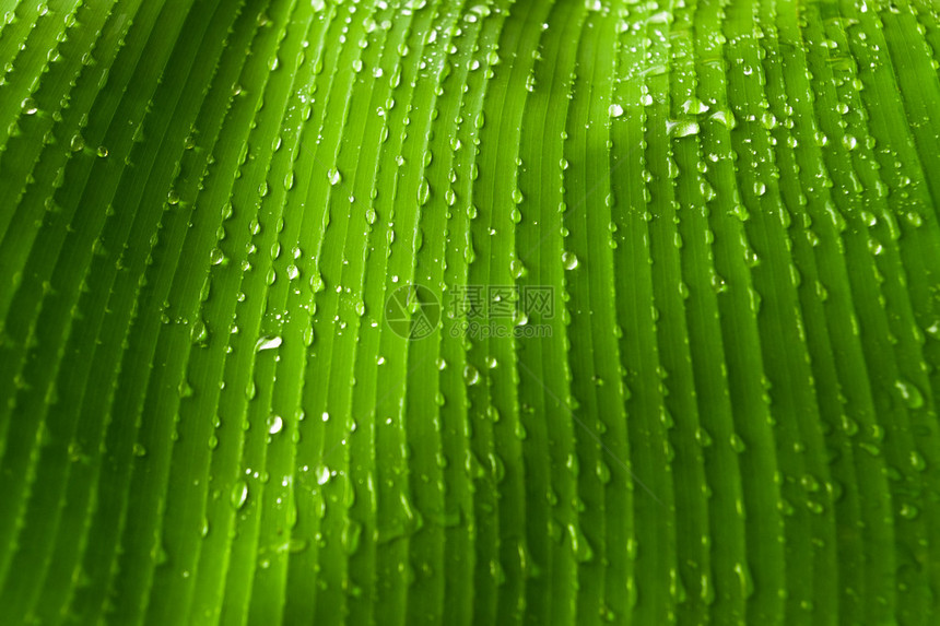 新鲜的精细雨滴在结构整齐的图片