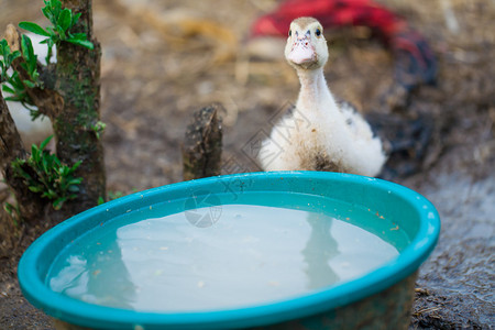 有趣的小鸭在农场喝水图片