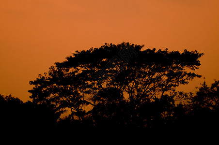 树剪影和日落背景图片