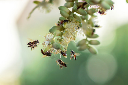 蜜蜂在棕榈花上采集花蜜图片