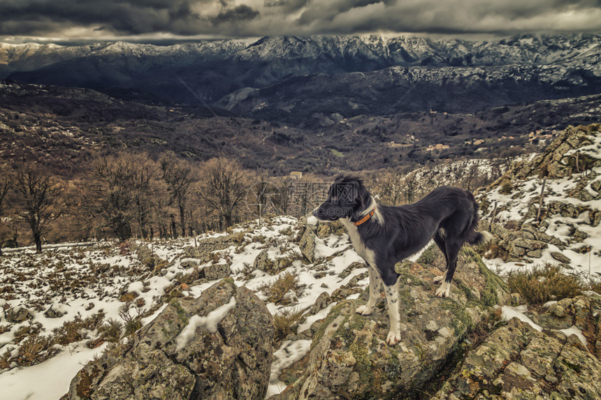 一只边界小狗站在一个岩石外的山丘上远处有图片