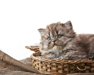 篮子里的英国长毛小猫图片
