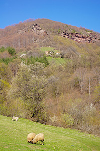 山地牧场和狗的两只牧羊B图片