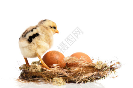 新出生的小鸡在巢穴里孤立背景图片