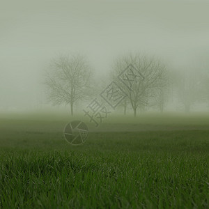在雾蒙的草地上几乎看不到无叶树图片