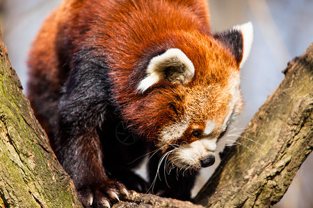 红熊猫Ailurusfulgens坐在图片