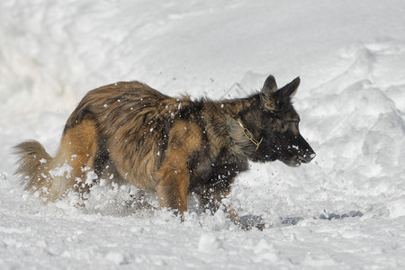 狗在雪地里跑向你图片