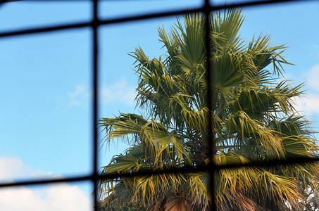 从监狱窗户牢房的栅栏后面看到一棵棕榈树第三世界发展中犯罪监狱和监图片