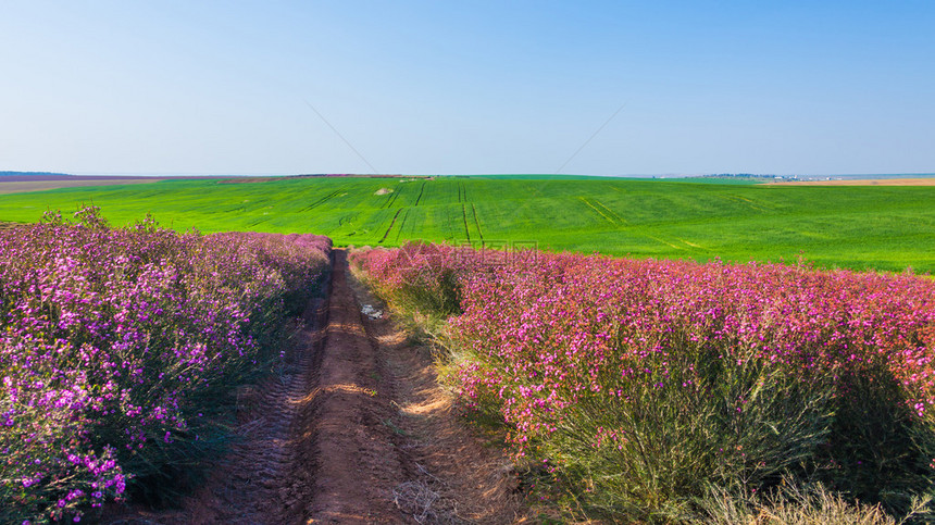 丁香花田夏日图片