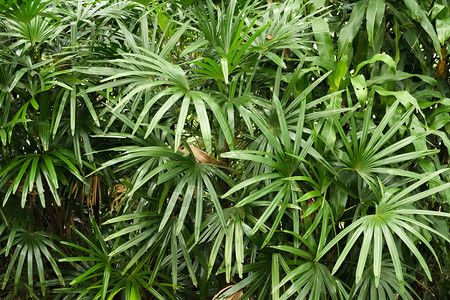 热带地区树叶的自然背景图片