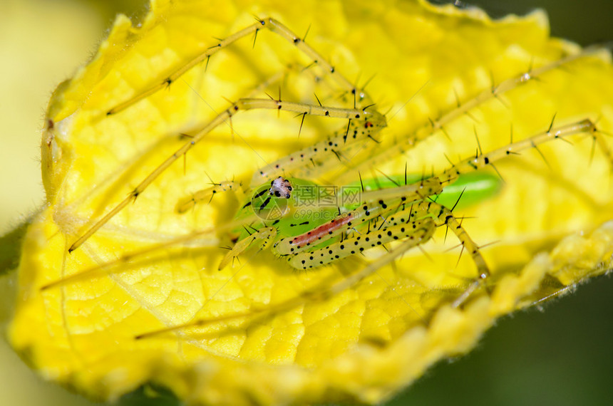 PeucetiaViridans或绿猞猁蜘蛛图片