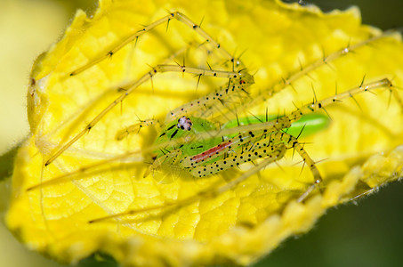 PeucetiaViridans或绿猞猁蜘蛛图片